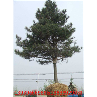 河南油松种植 