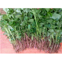 河北卢龙红薯苗种植基地 