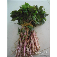 大连地瓜芽子 