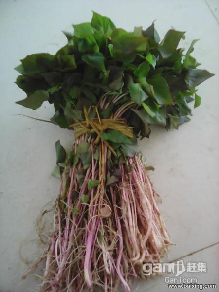 大连地瓜芽子 