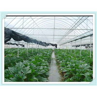桂林蔬菜大棚/桂林温室大棚/桂林高温蔬菜棚/桂林蔬果温室大棚 