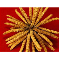 昆明高价回收虫草 