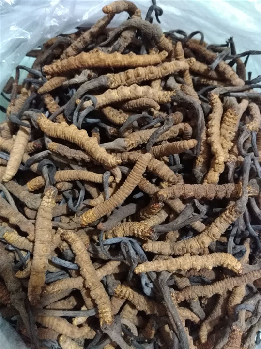 虫草发霉了怎么办—昆明回收虫草 