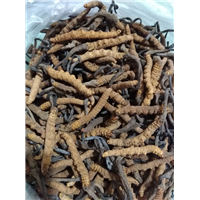 虫草发霉了怎么办—昆明回收虫草 
