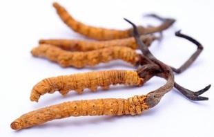 昆明收购虫草 