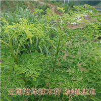 云南满泽福建辣木籽种植基地，辣木籽供应商 