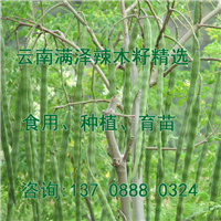 云南辣木籽种植基地批发辣木籽，辣木种，辣木子 