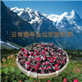 云南金边玫瑰花茶，玫瑰花茶批发，玫瑰花茶的食用方法 