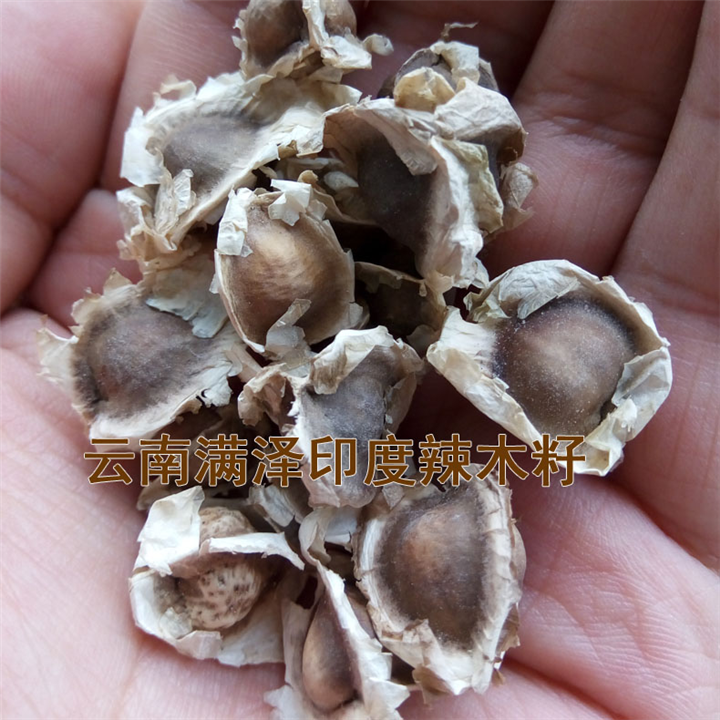 昆明辣木籽 /辣木种，辣木子，昆明辣木籽批发 