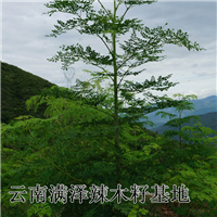 广东辣木苗/阳江辣木基地 
