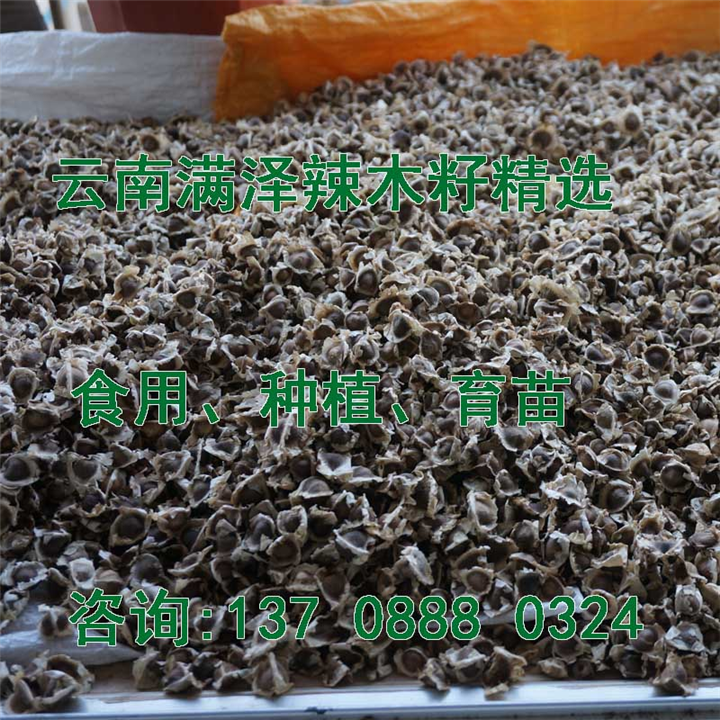辣木籽，云南辣木籽产地，云南辣木公司 