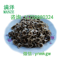 广西百色辣木籽/辣木种，辣木子 