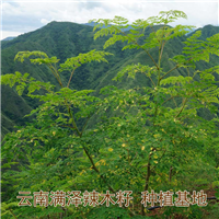 辣木树/辣木苗/辣木基地 