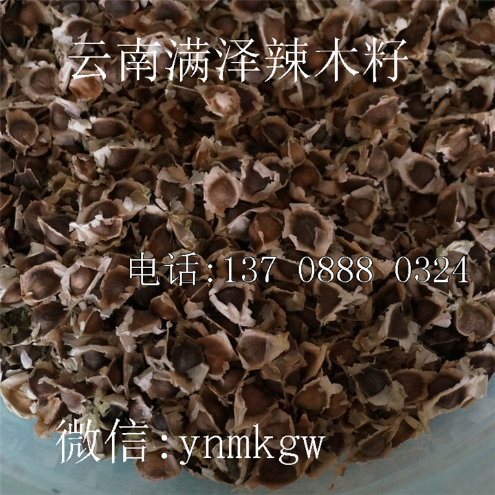 云南满泽辣木籽，云南辣木种植基地辣木产品供应批发 