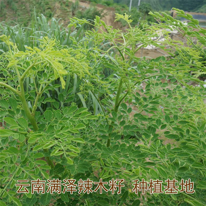 云南满泽福建辣木籽种植基地，辣木籽供应商 