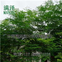 云南辣木籽产业，云南满泽辣木籽种植公司 