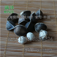 广西辣木籽|南宁百色辣木籽产品|辣木茶 