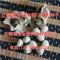 云南满泽**辣木籽，辣木种，辣木籽，辣木籽，辣木籽批发 