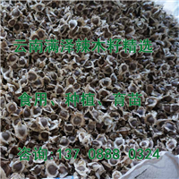 云南满泽辣木籽，辣木籽的作用，辣木籽的食用方法 