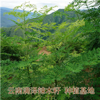 云南辣木种植基地 