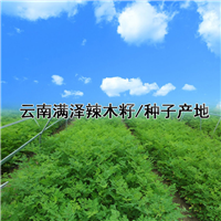 云南满泽辣木籽，满泽辣木籽批发，云南满泽辣木籽种植基地 