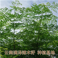 云南满泽辣木籽产品，重庆辣木籽种植基地 