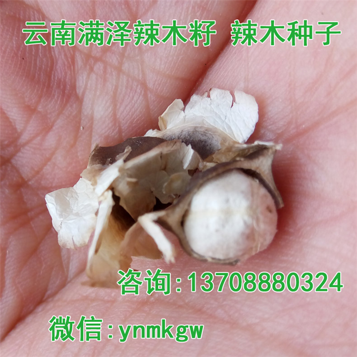 **辣木种，辣木籽，辣木子，辣木食用种植 
