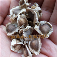 福建辣木籽/辣木种，辣木子/辣木籽供应 