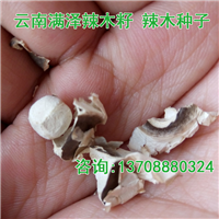 云南满泽广东湛江辣木籽 辣木种，辣木子 