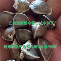 云南满泽辣木籽/辣木种，辣木子货源，辣木籽批发 