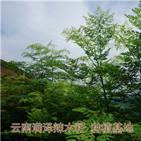 广东深圳辣木籽基地，广州辣木籽供应地区 
