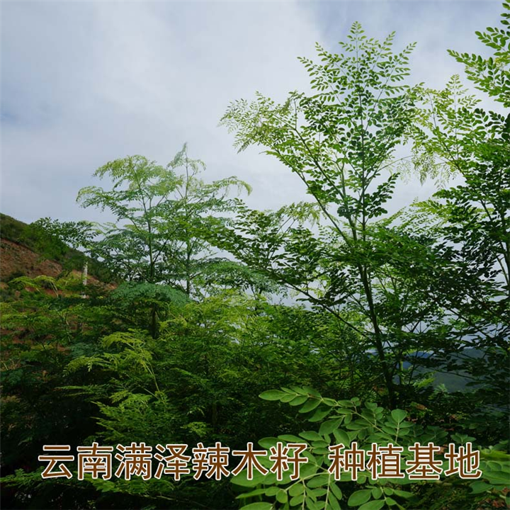 广东深圳辣木籽基地，广州辣木籽供应地区 