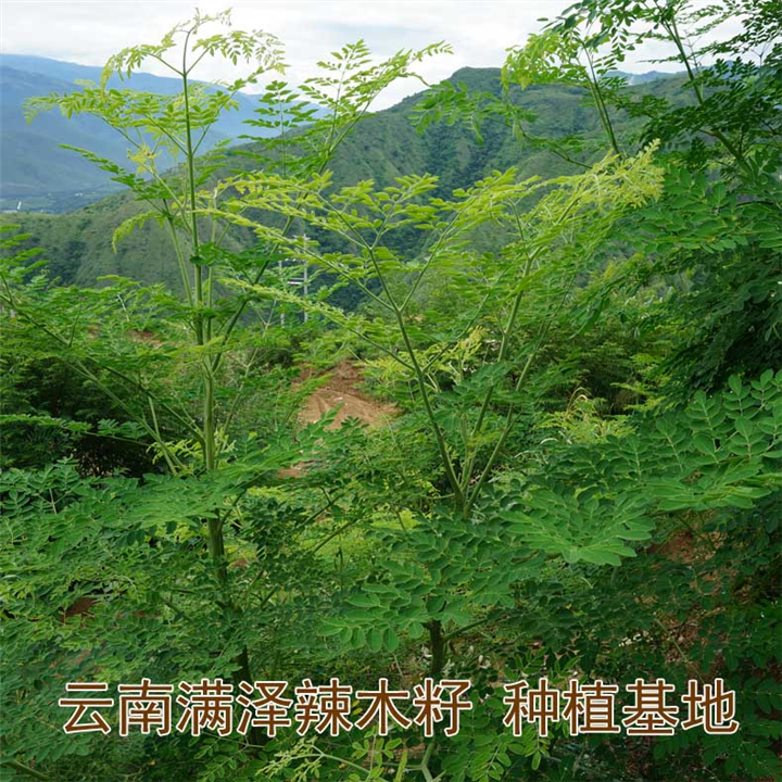 云南辣木种植基地 