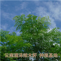 云南满泽贵州辣木籽种植基地，贵州辣木批发 