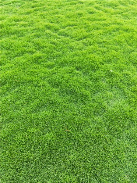 珠海台湾草坪批发 