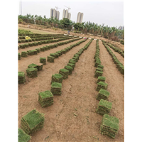哪里有台湾草皮批发 