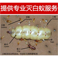 自贡灭白蚁公司