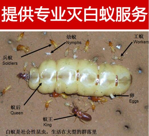 自贡灭白蚁公司