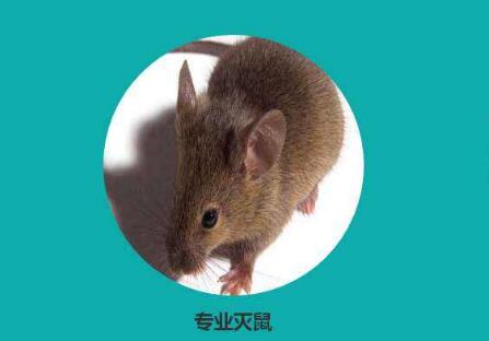 自贡市灭鼠