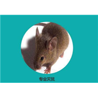 自贡市灭鼠