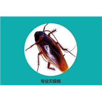 自贡灭蟑螂公司
