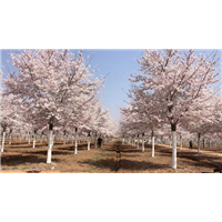 山东染井吉野樱花的种植管理