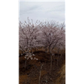 樱花1