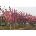 山东樱花基地