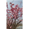 樱花2
