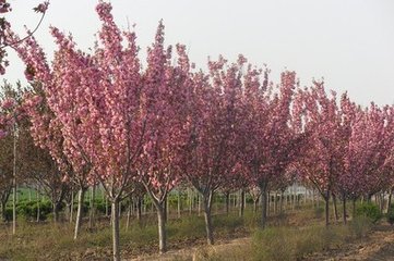 山东樱花基地