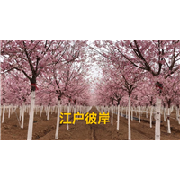 山东 染井吉野樱花花色和花期分别是怎么样的？