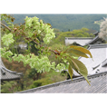 绿樱