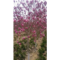 玉兰