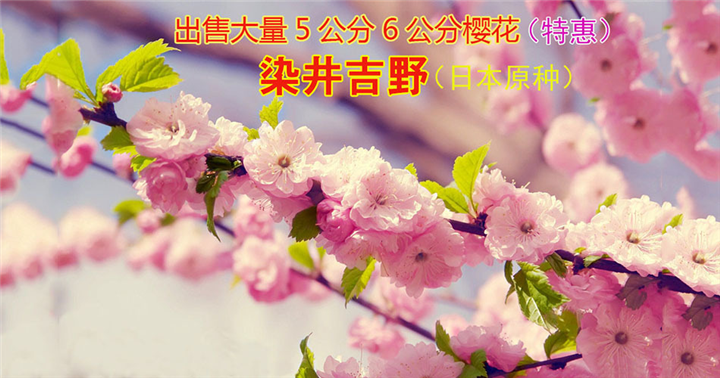 5-6公分染井吉野樱花